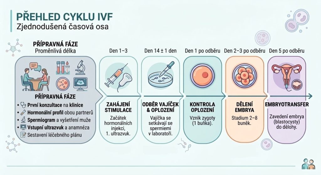 Příprava na IVF: Co vás čeká před přenesením embrya?